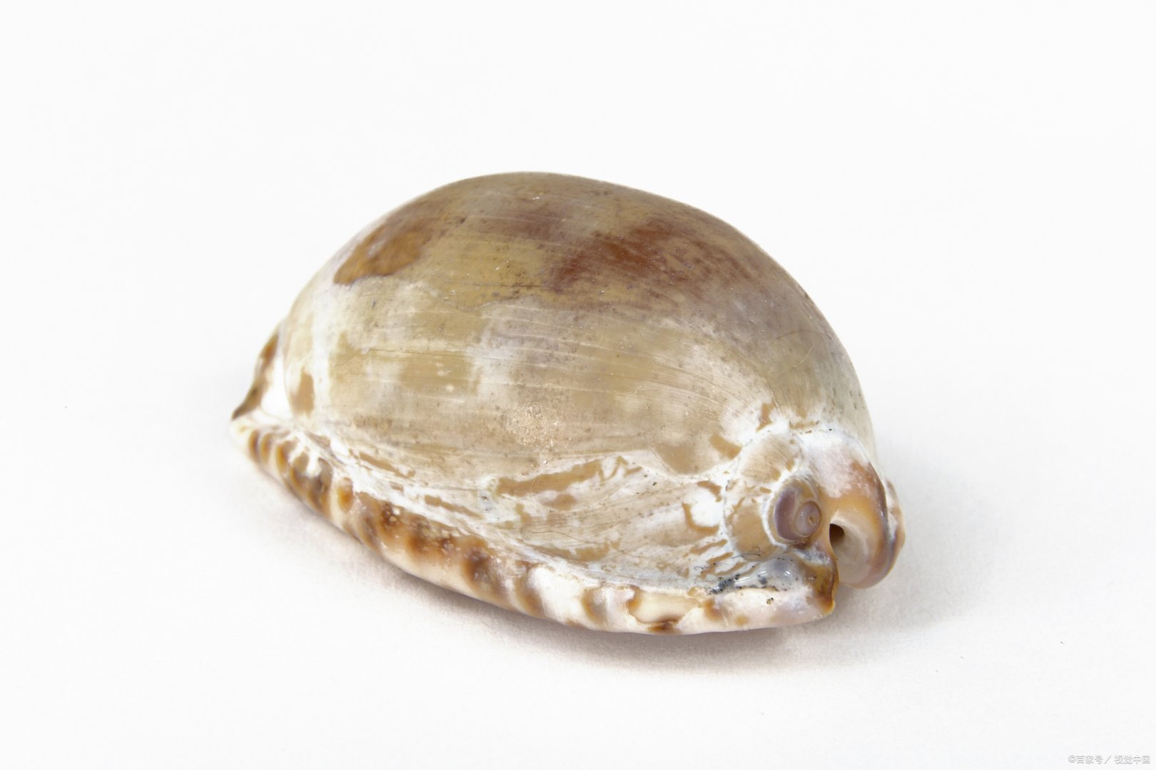 如何判断紫贻贝是否成熟？该如何“抓”收紫贻贝？