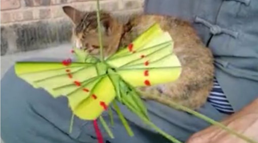 老人用棕叶编出花鸟鱼虫,十二岁就开始学,是什么让他坚持下来的?