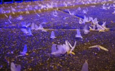 湖南益阳大桥现飞虫铺天盖地,这究竟是怎么回事?