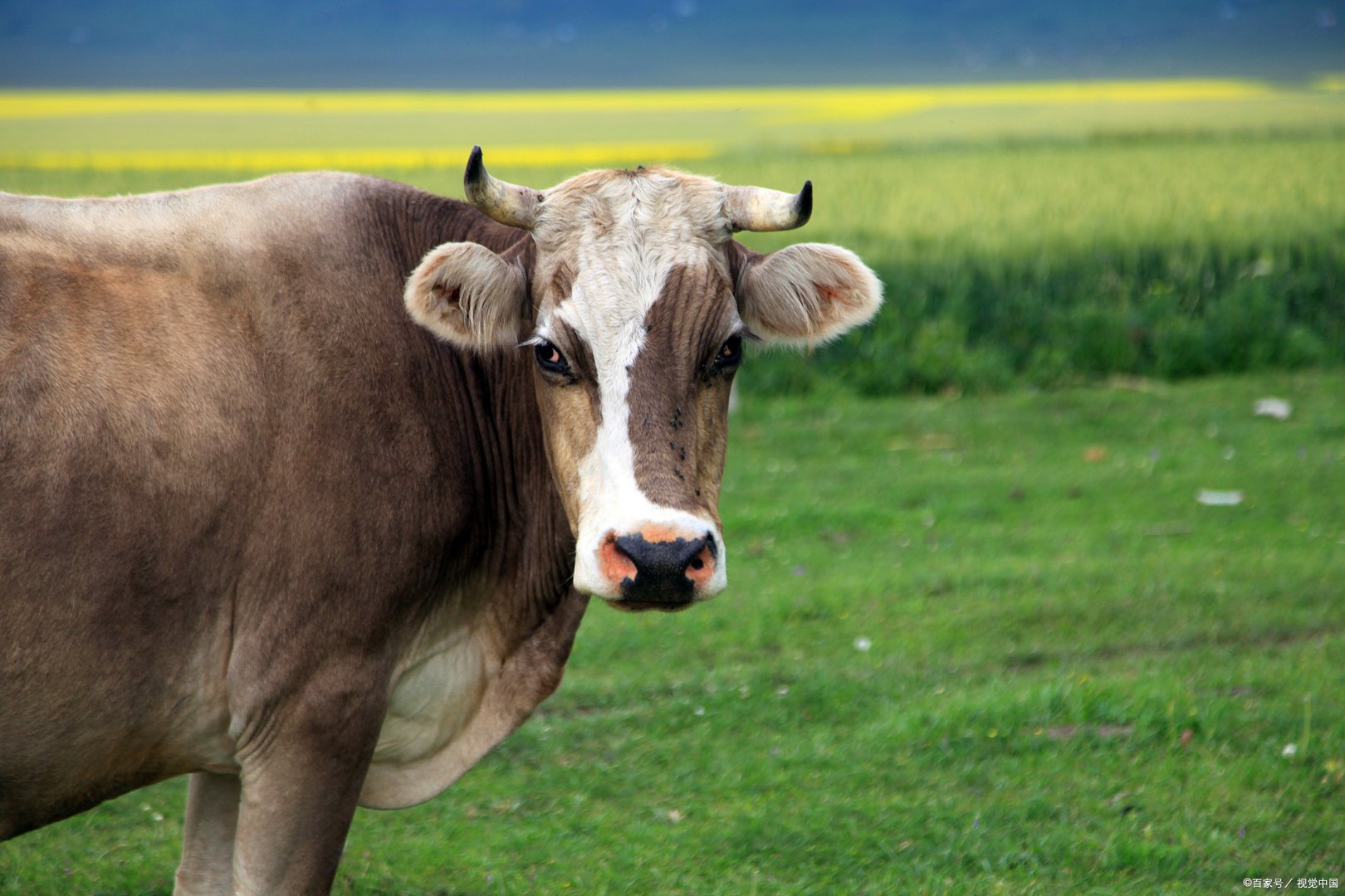 生起气来“六亲不认”的四个生肖是什么呢?