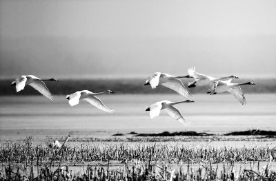 七九河开,八九雁来是什么意思?