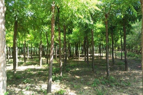 农村路边槐树上结的槐米值钱吗?