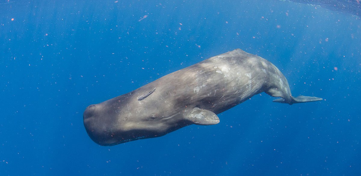 也门渔民捡到127公斤龙涎香，其价值有多大？