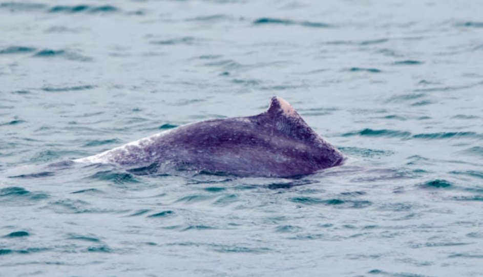新加坡发现粉色海豚,这种海豚有多罕见?