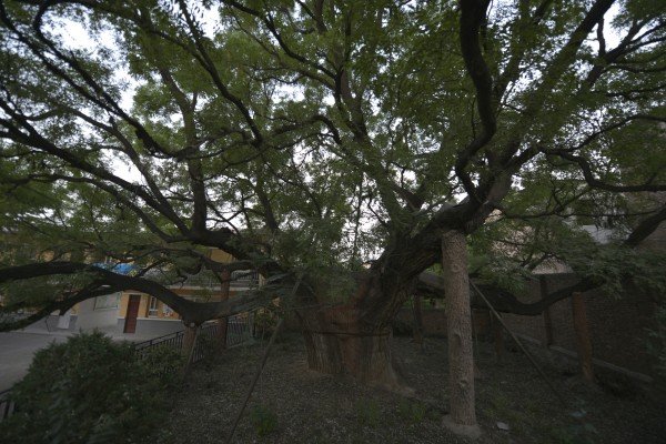 农村路边槐树上结的槐米值钱吗?