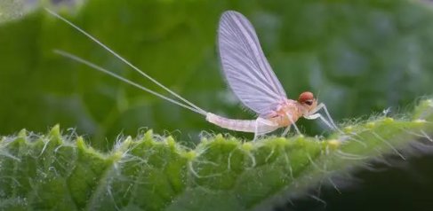 湖南益阳大桥现飞虫铺天盖地，这究竟是怎么回事？