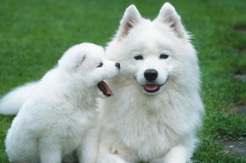 放任爱犬咬死猫咪,四川一交警中队长被停职,该名交警是否该遭到谴责?