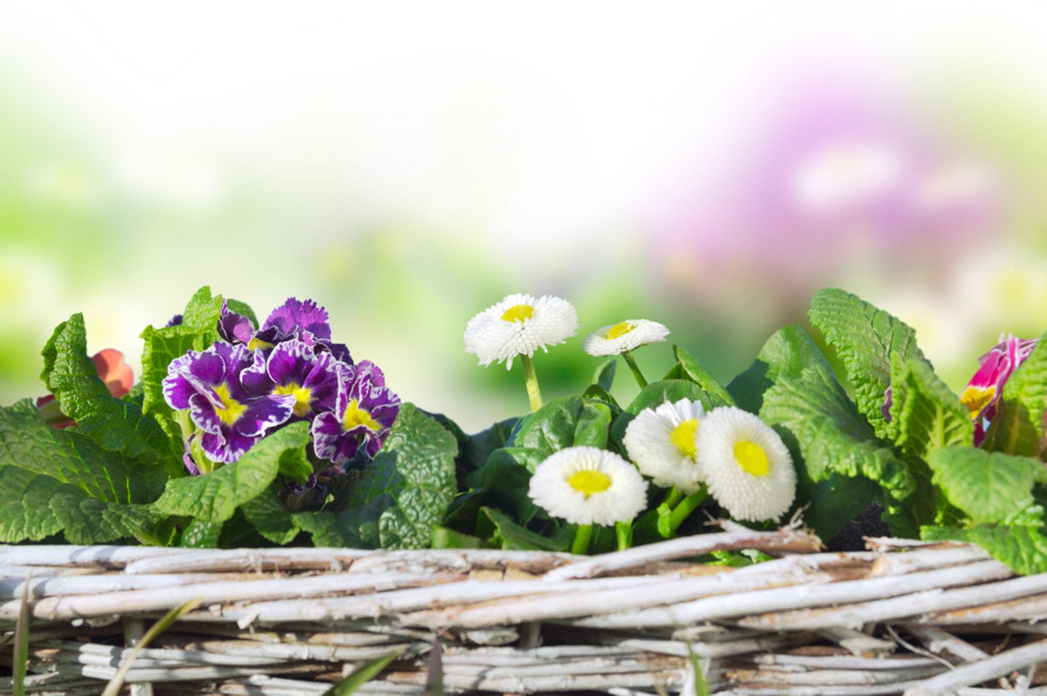 雏菊的含义是什么?