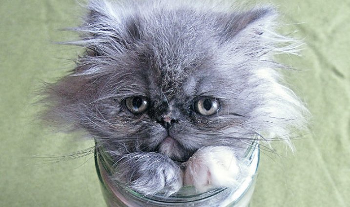 只要有点缝隙猫咪都能钻过去,小猫咪是没有骨头吗?