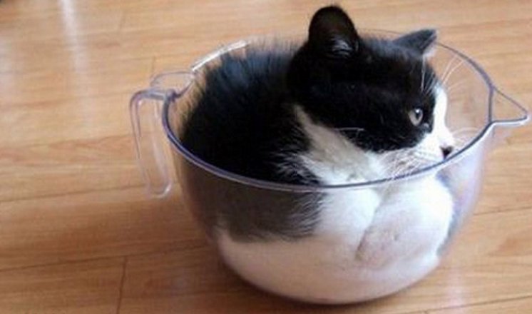 只要有点缝隙猫咪都能钻过去,小猫咪是没有骨头吗?