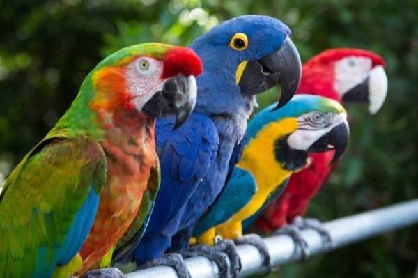 哪些动物有赡养父母的行为？