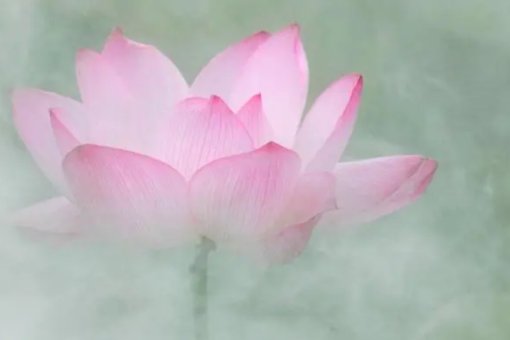 步步生莲开富贵 年年有鱼跃龙门对联意思