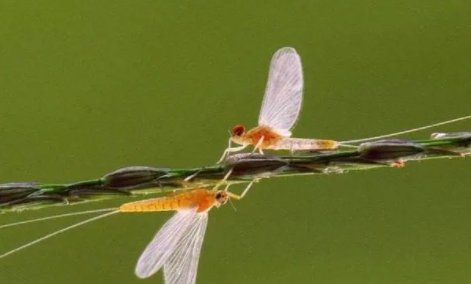 湖南益阳大桥现飞虫铺天盖地,这究竟是怎么回事?