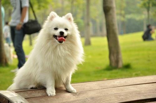 放任爱犬咬死猫咪,四川一交警中队长被停职,该名交警是否该遭到谴责?