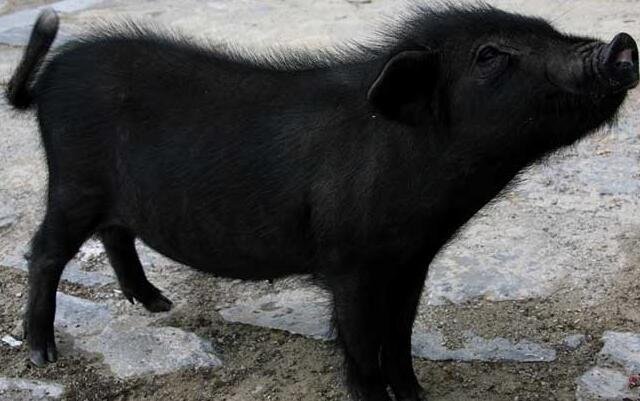 湖南藏香猪排队跳水，它们为何会这么做？