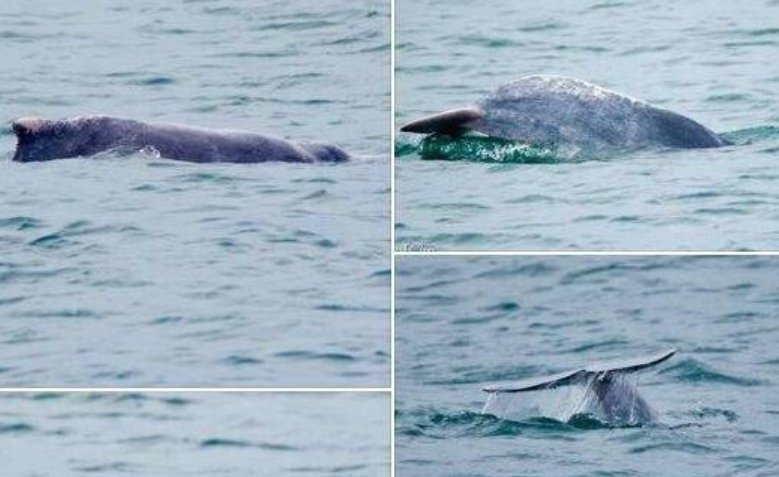 新加坡发现粉色海豚，这种海豚有多罕见？