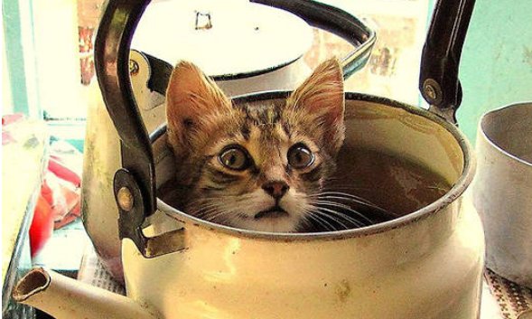 只要有点缝隙猫咪都能钻过去,小猫咪是没有骨头吗?