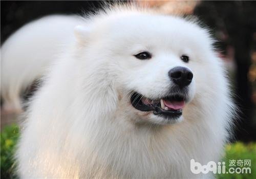 狗狗癫痫什么症状