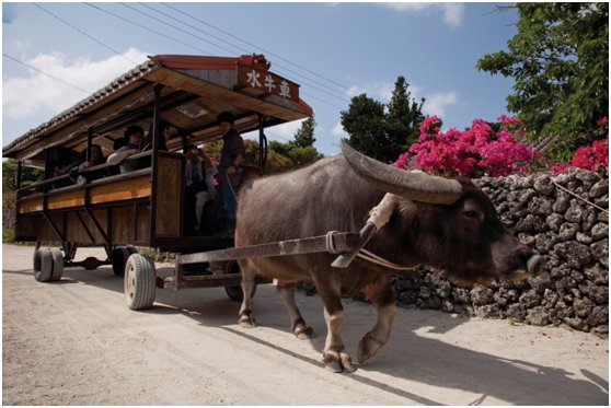 日本的冲绳在哪里?